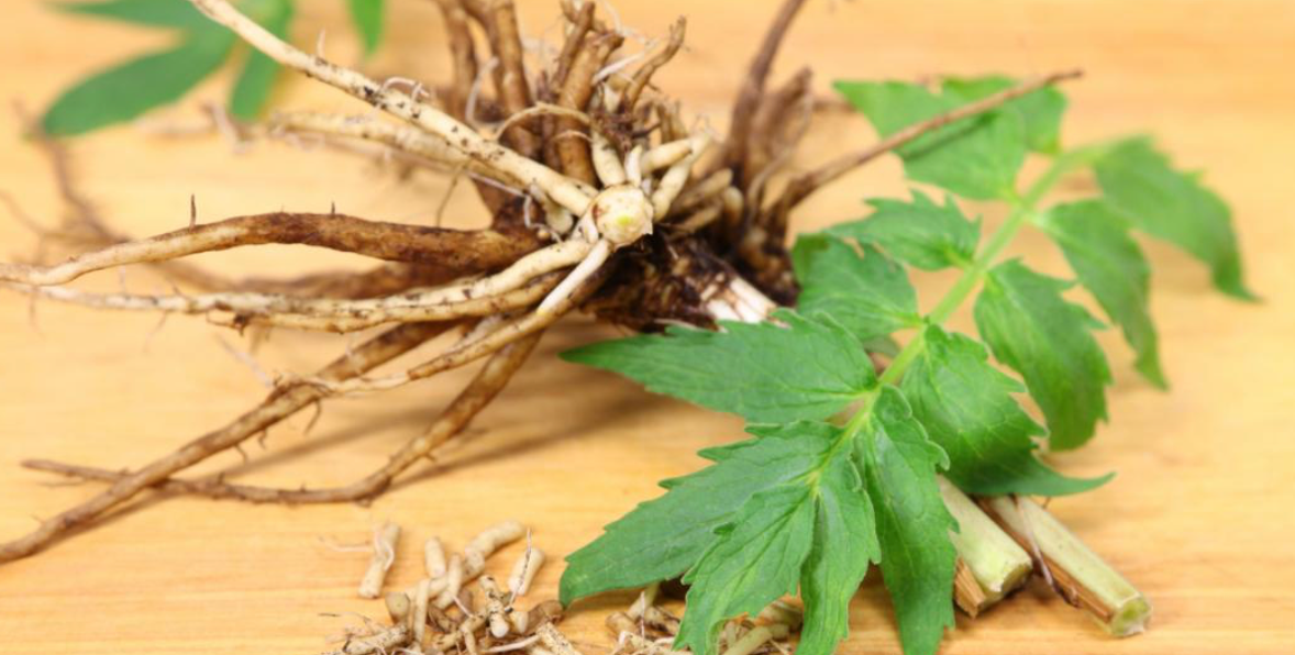 Valerian Root