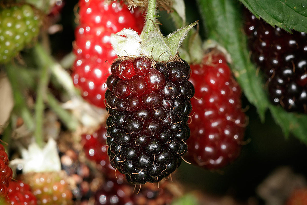 Strawberry Boysenberry Black